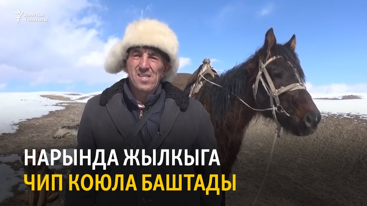 Нарында жылкыга чип коюла баштады