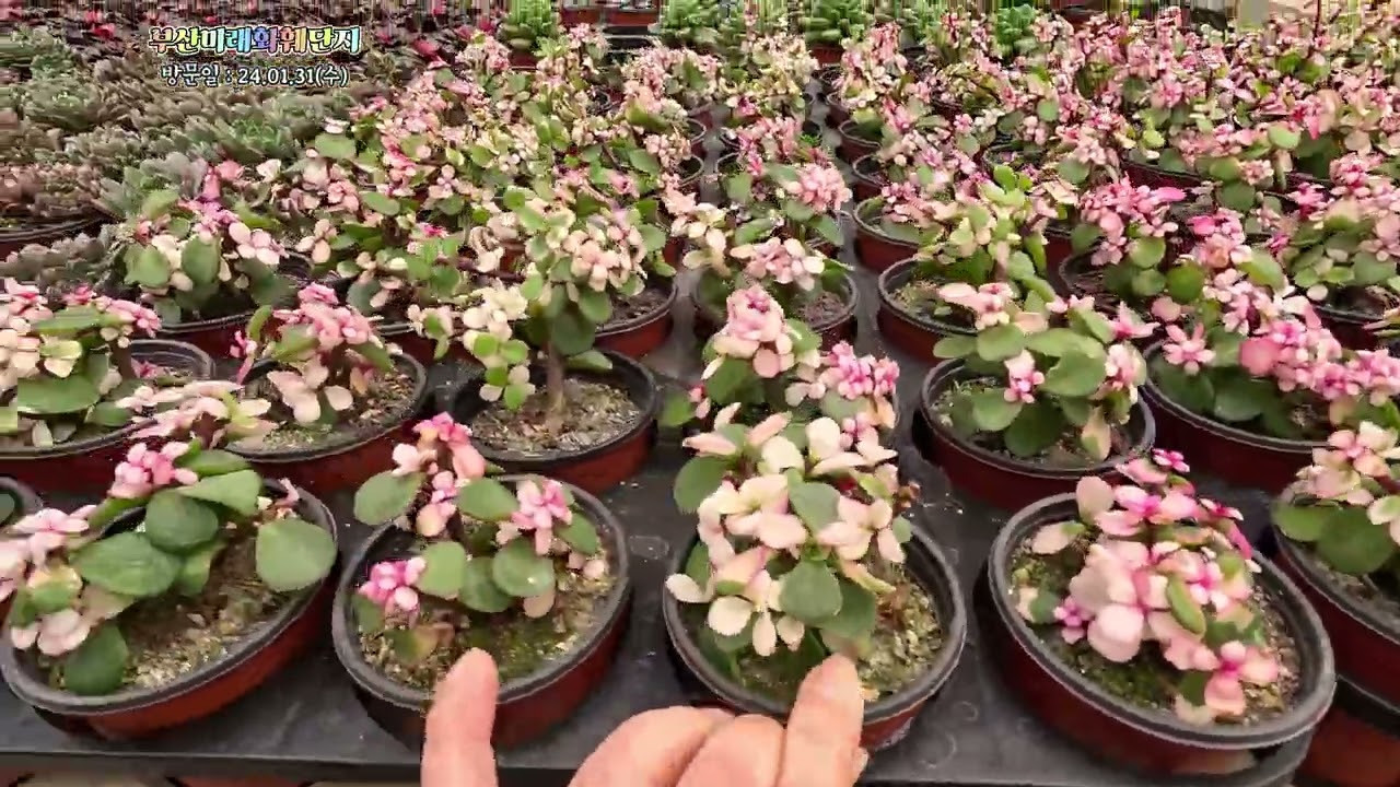 부산 #미래화훼단지 #꽃구경 #식쇼핑
