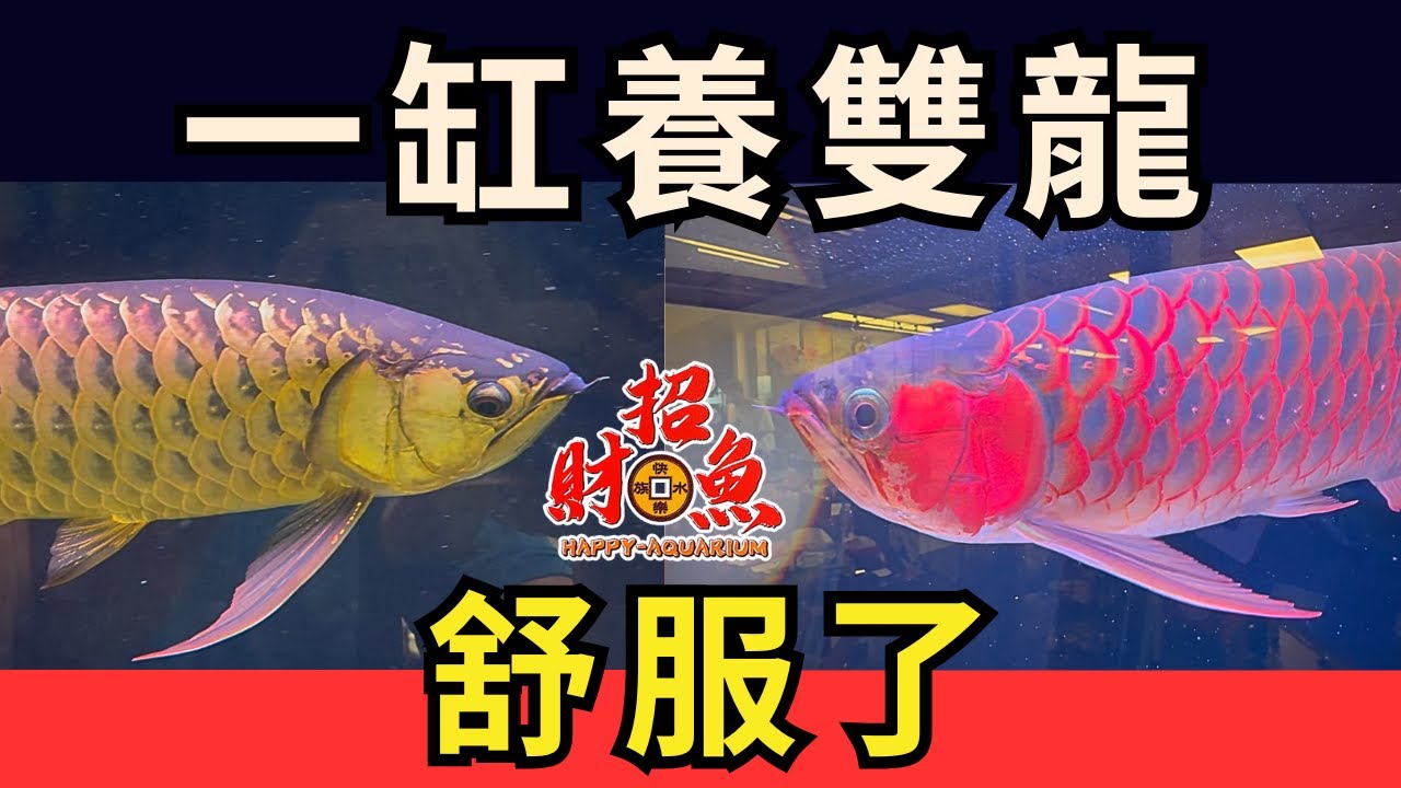 【招財魚】一缸養雙龍～舒服了