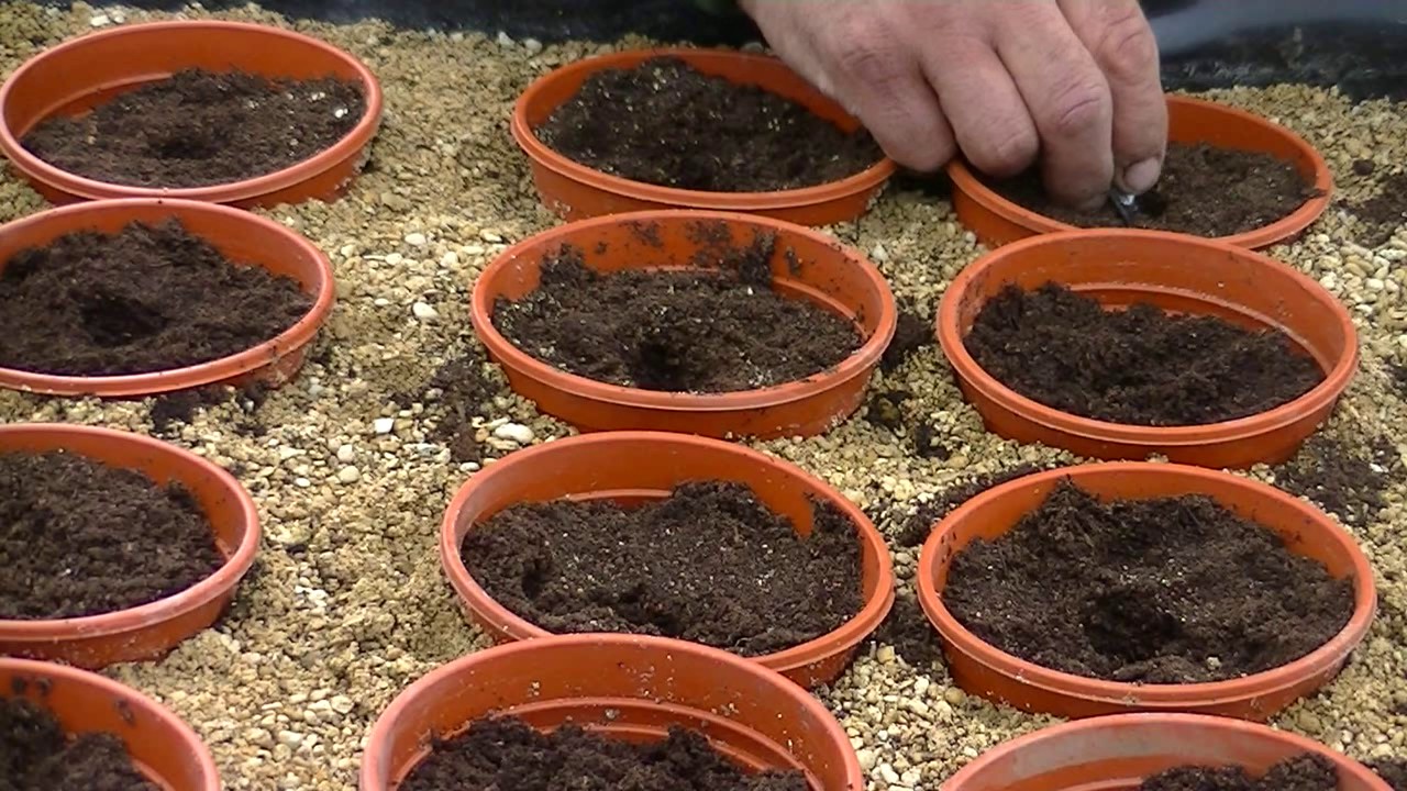 (41) Preping Carrot Boxs