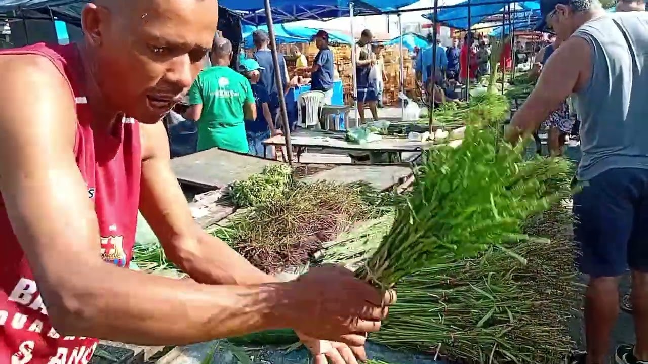 FEIRA DE PASSARINHO NO CORDEIRO RECIFE PE SITUADA AO LADO DO MERCADO PÚBLICO 