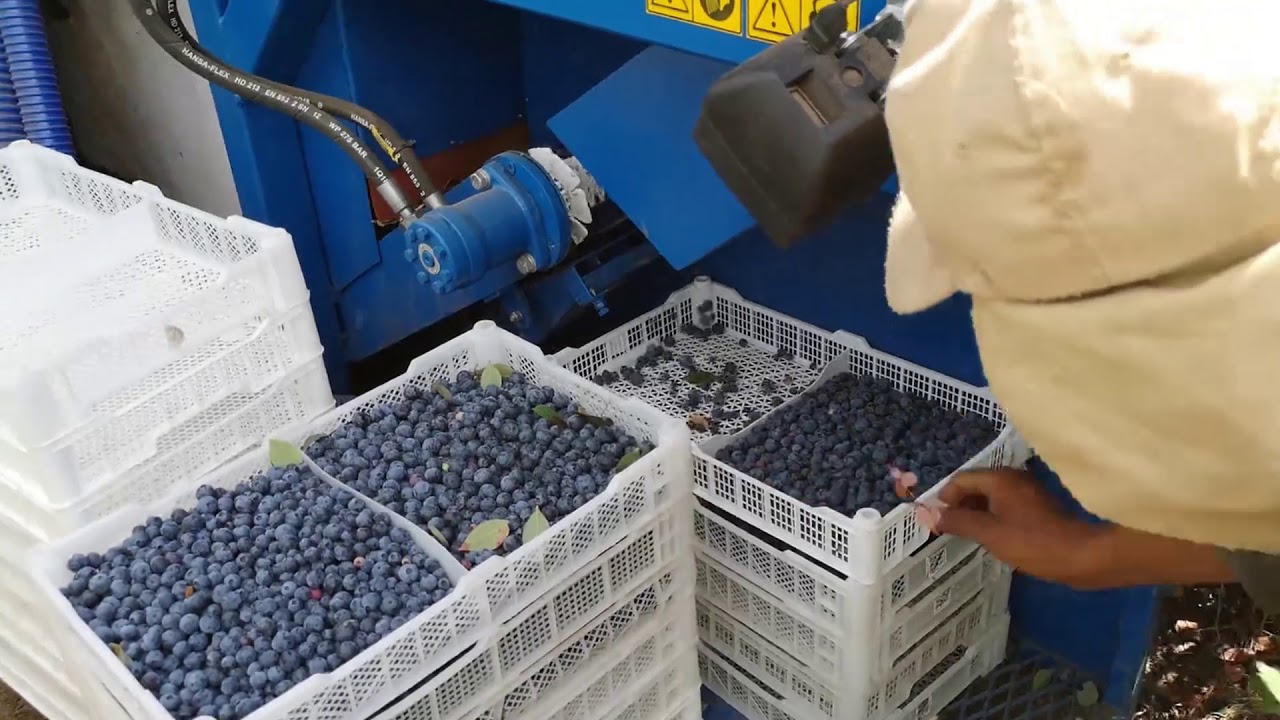 Air Blueberry Harvester for Fresh Market 2019