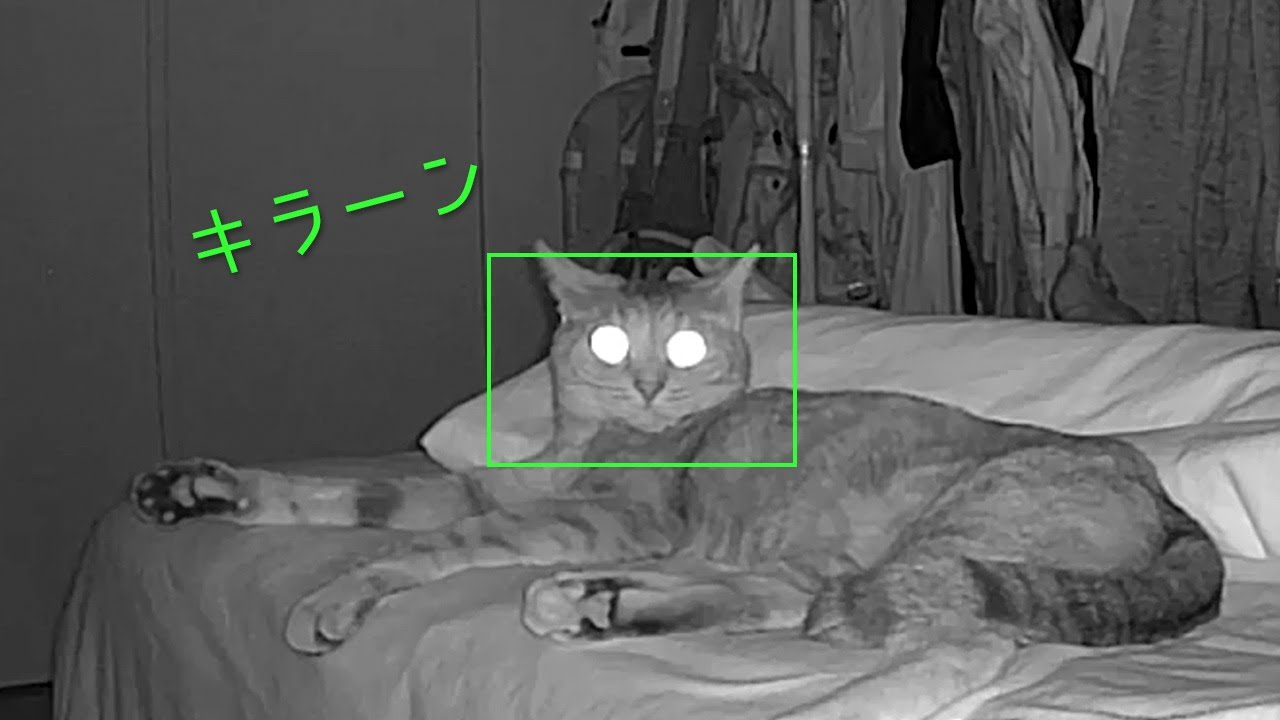 真夜中のベッドとムニャムニャな猫 | #モアクリ Vlog060