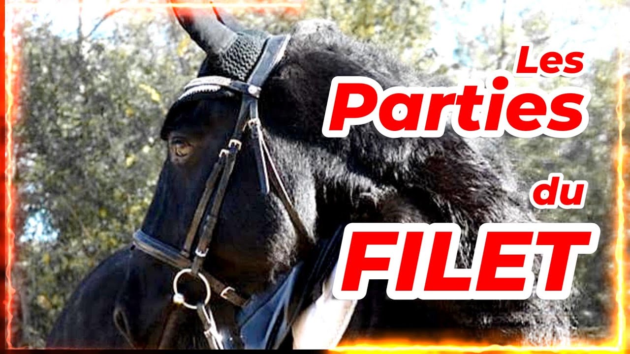 [GALOP 1, 2] LES PARTIES DU FILET