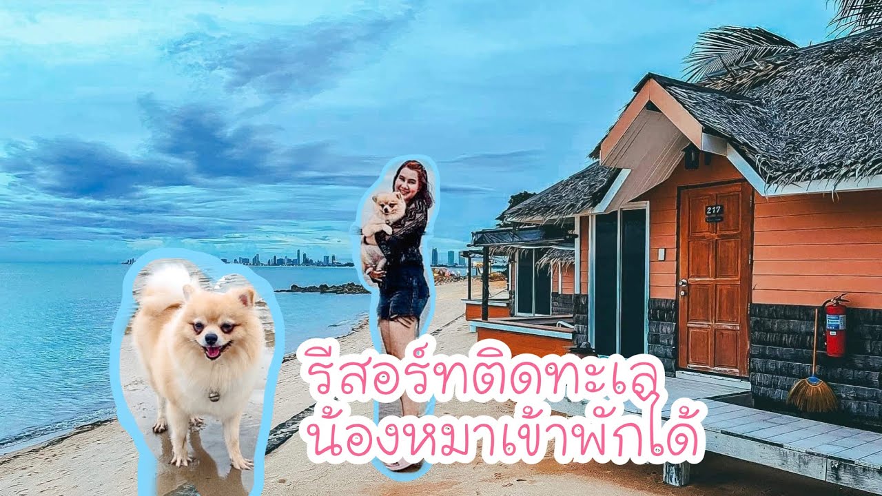 ที่พักติดทะเลน้องหมาเข้าพักได้ #Sunset Village Beach Resort สัตหีบ ชลบุรี