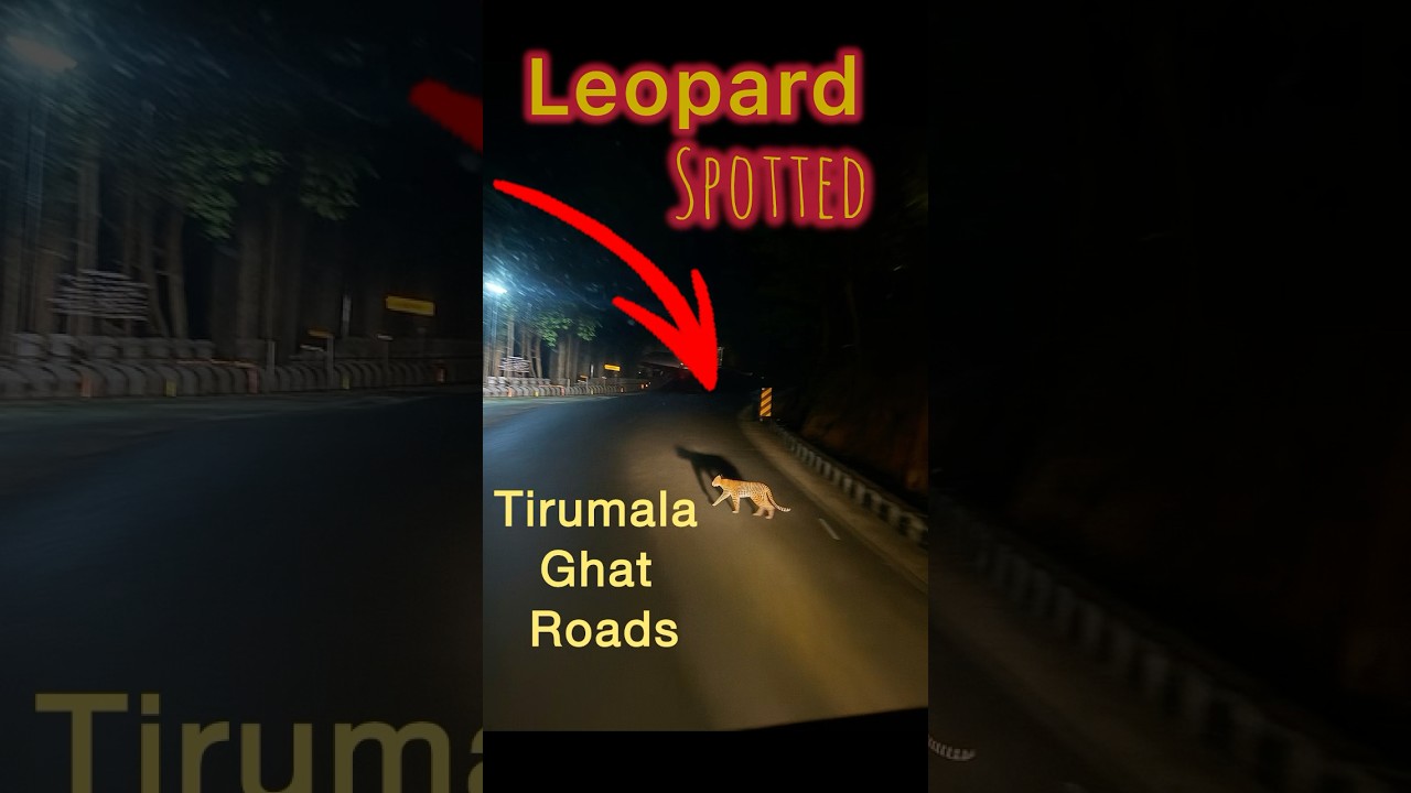 &ldquo;Leopard Spotted on Tirumala Ghat Road &ndash; So Close! 😳#wildlife &ldquo;