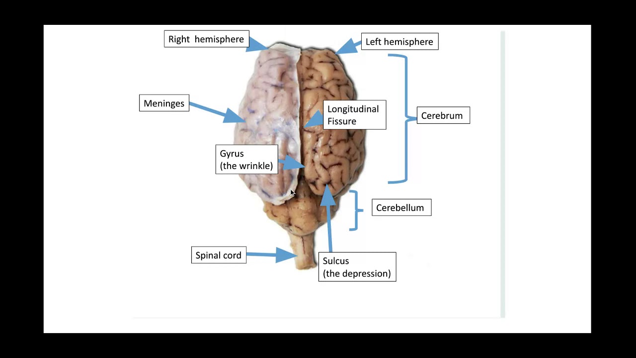 Central Nervous System (Brain) - Google Slides