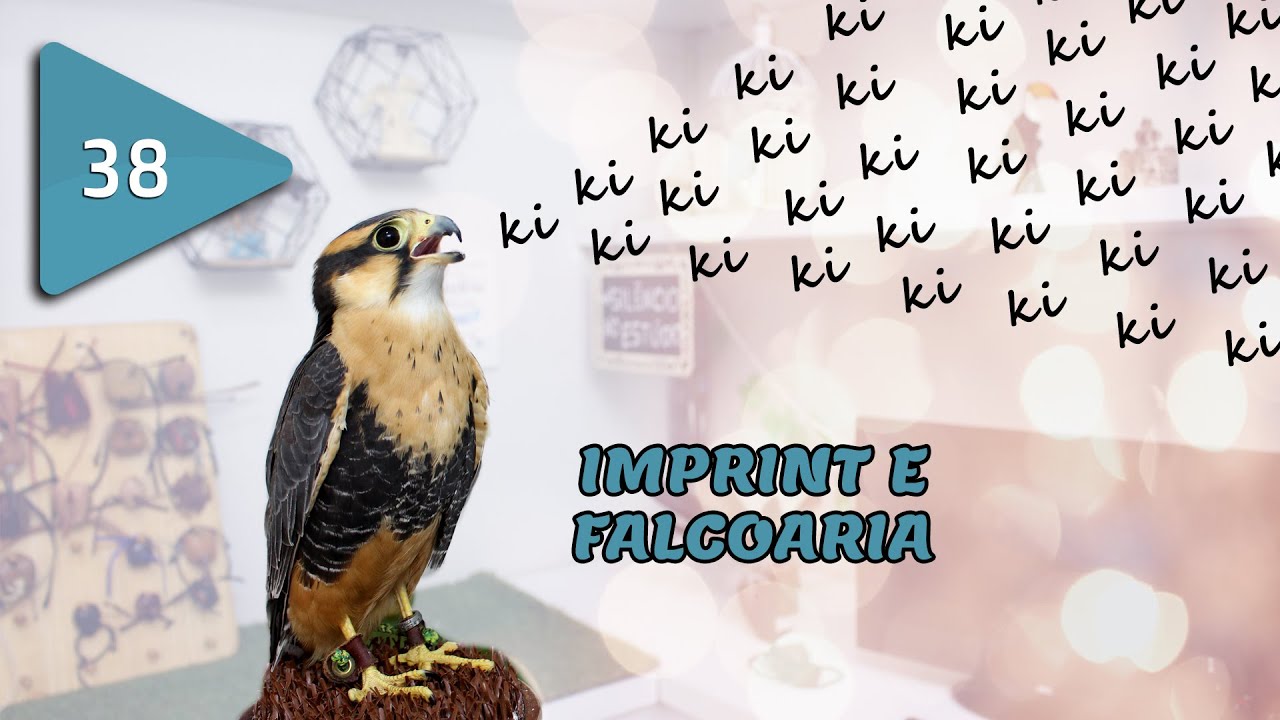 #038 - Imprint e Falcoaria