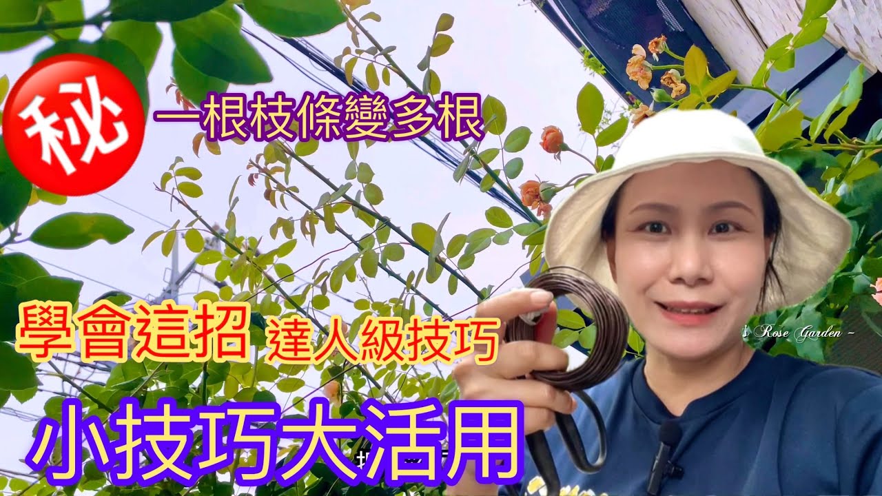 《新手變達人》如何將一根玫瑰強筍變多根枝條增花量｜嫩枝條微固定的鋁線用法（實例與實際操作）#Erin玫瑰花園