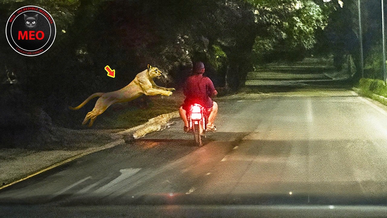 Incredible Moments Caught on Camera  (P184)