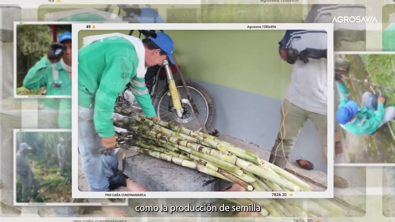 Productores de caña panelera de Cundinamarca potencian sus capacidades.