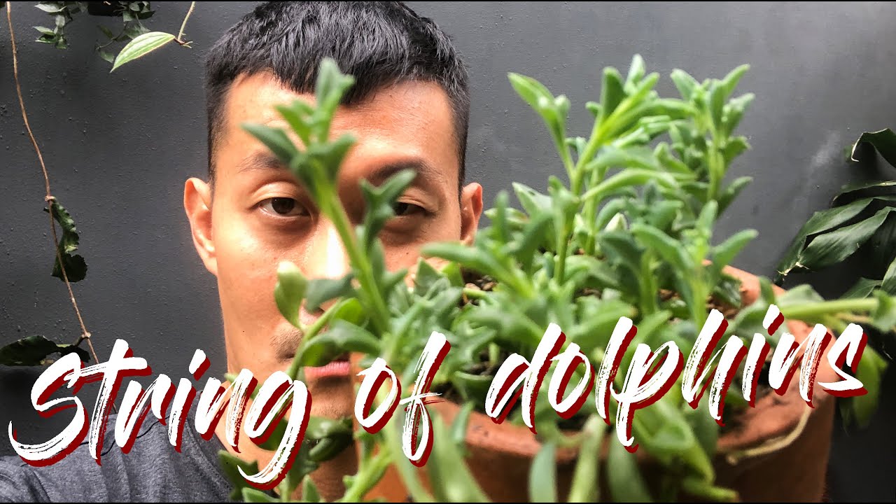 String of Dolphins care and propagation