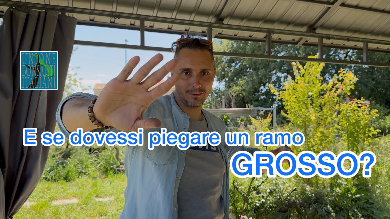 Impara a piegare un ramo grande sui tuoi bonsai