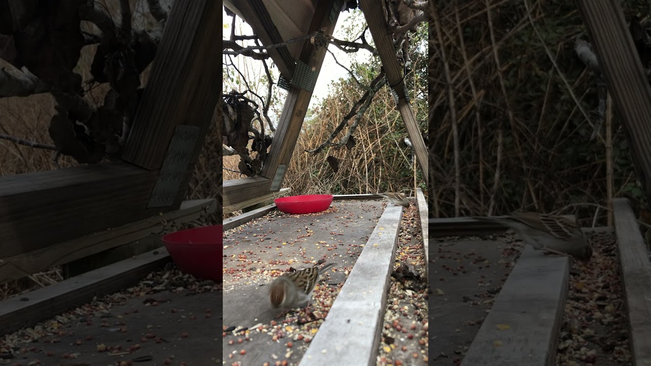 Pretty little Cardinals and their bird friends