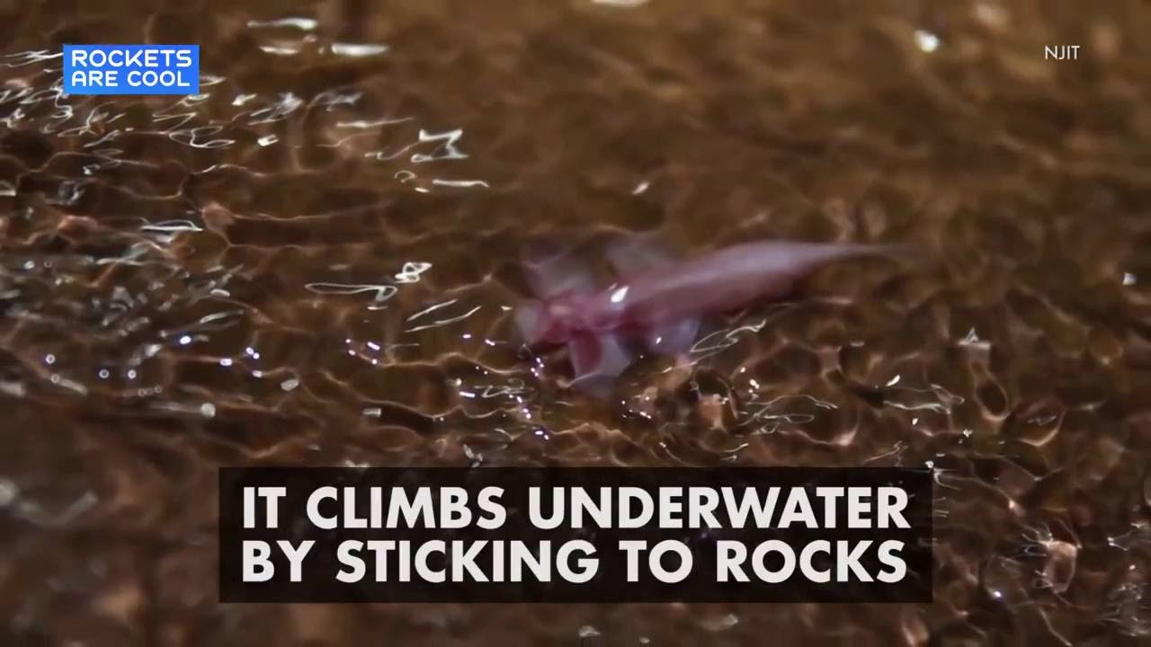 Weird Fish Can Walk Up Waterfalls