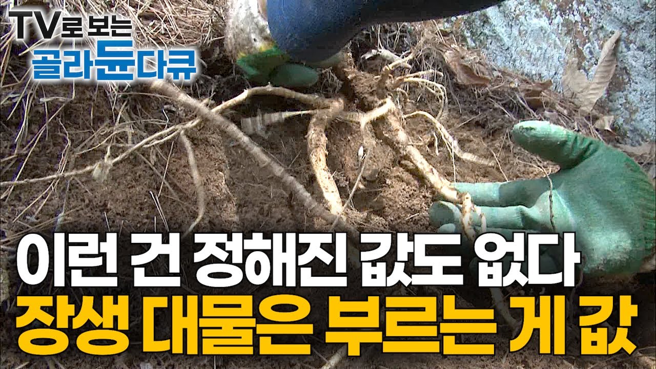 흔한 거 아니었어? 산에서 뽑았는데 ‘억’ 사람들이 모르는 진짜 귀한 자연산 약초의 정체｜이런건 진짜 산삼이랑도 안 바꾼다｜장생 대물 야생 도라지 채취｜극한직업｜#골라듄다큐