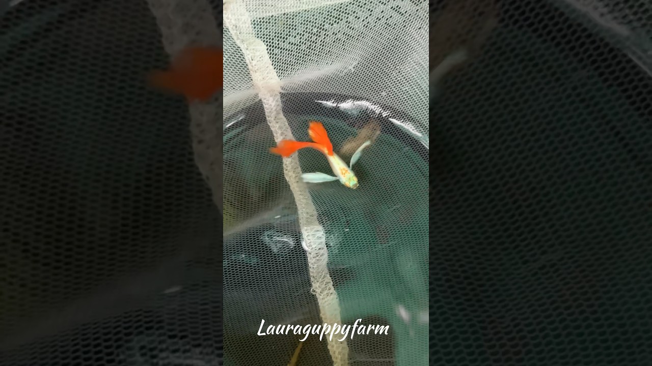 Albino platinum red dumbo ear 