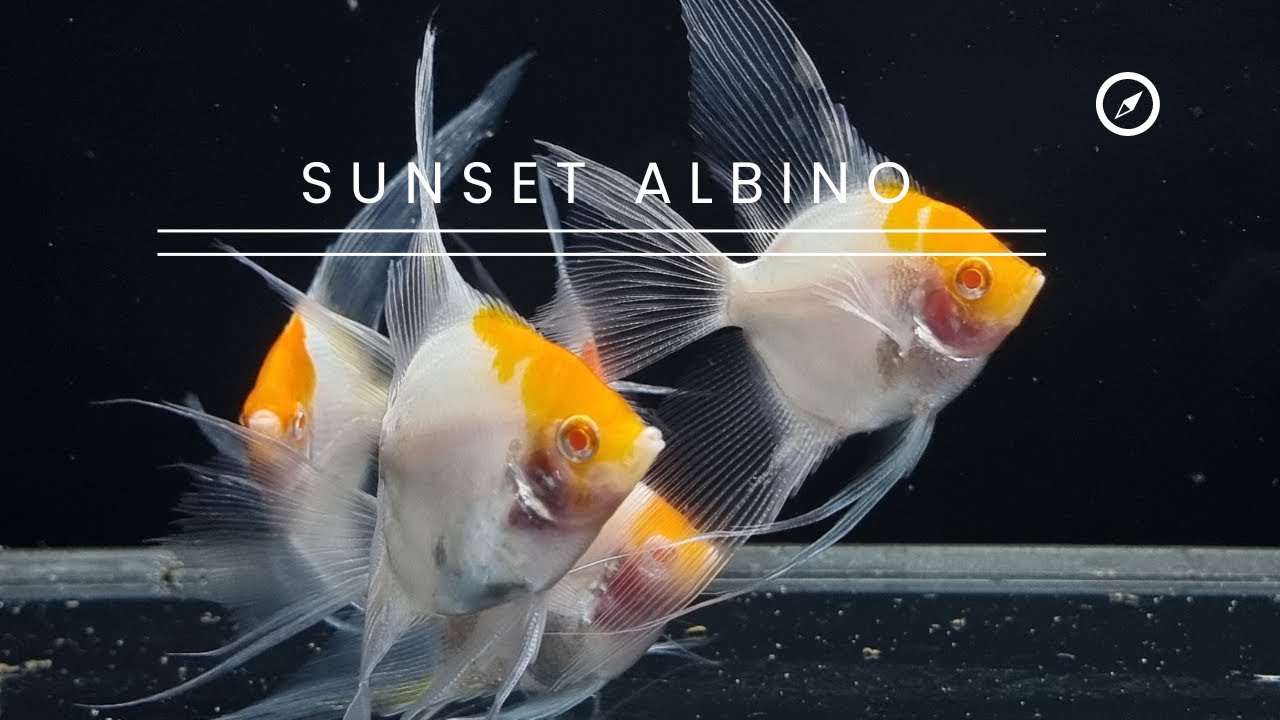 Nowe Skalary w hodowli ( Sunset Albino Welon )