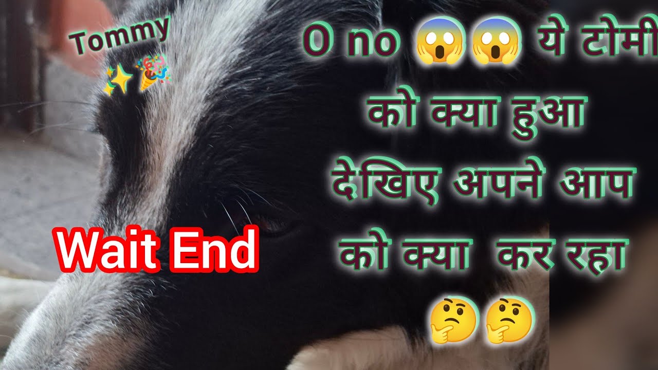O no 😱😱 ये टोमी को क्या हुआ ? देखिए अपने आप को क्या कर रहा 🤔🤔#dog #dogvideos #dogworld #viralvideo 