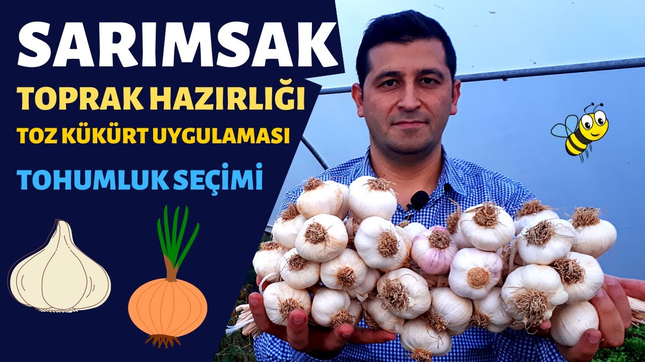 SARIMSAK VE SOĞAN EKİMİ HAKKINDA ARADIĞINIZ HERŞEY BU VİDEODA