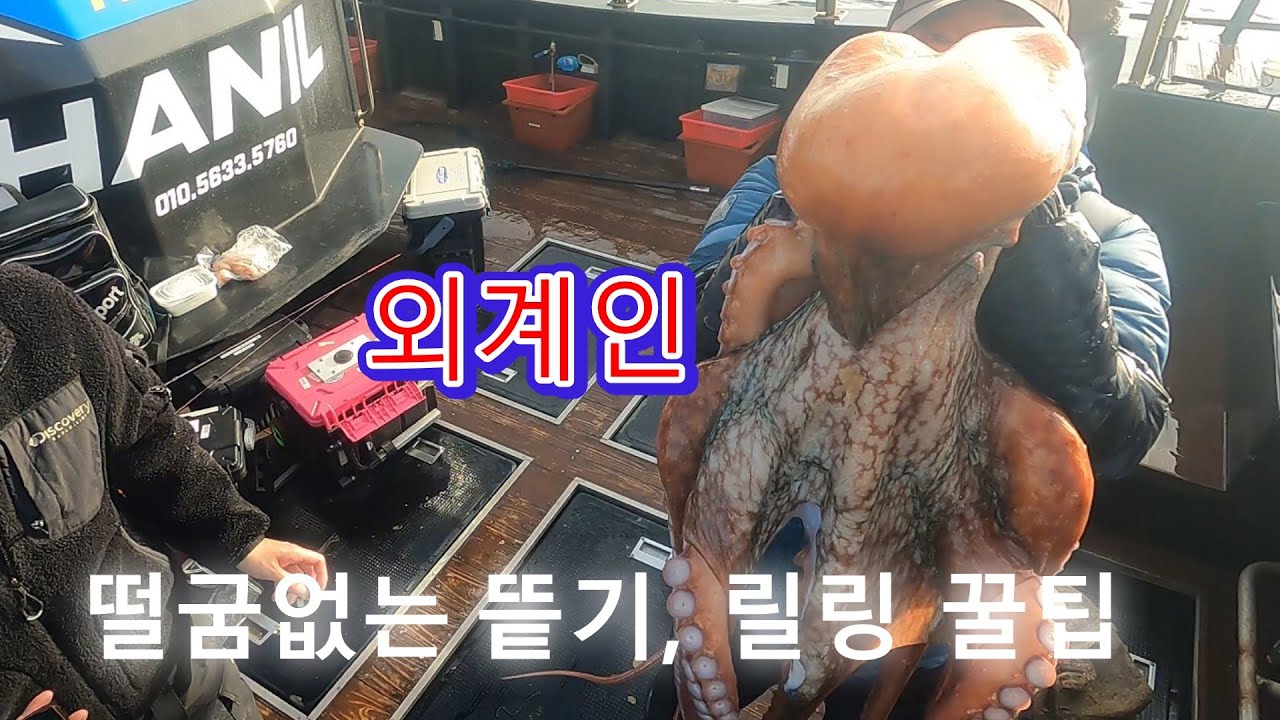 연이은 대왕 피문어 엄청 조황. 타코 크라켄 현장 꿀팁 잘 띁는 방법.