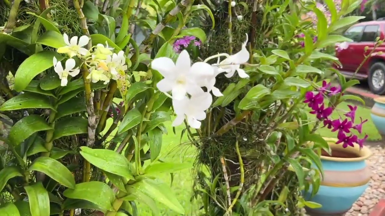 My Tropical Garden