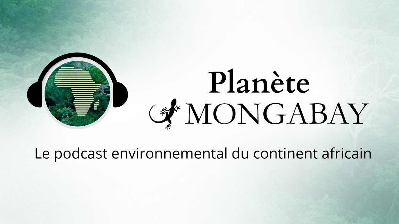 Podcast Planète Mongabay #11 COP30 : quelles attentes et quels défis pour le continent africain ?