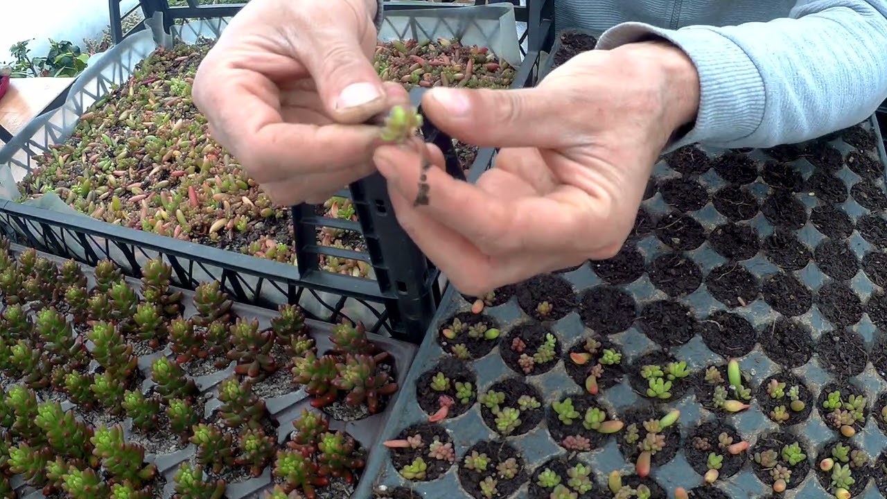 Yapraktan üretilen sukulentler ne zaman dikilir.Sedum rubrotinctum.