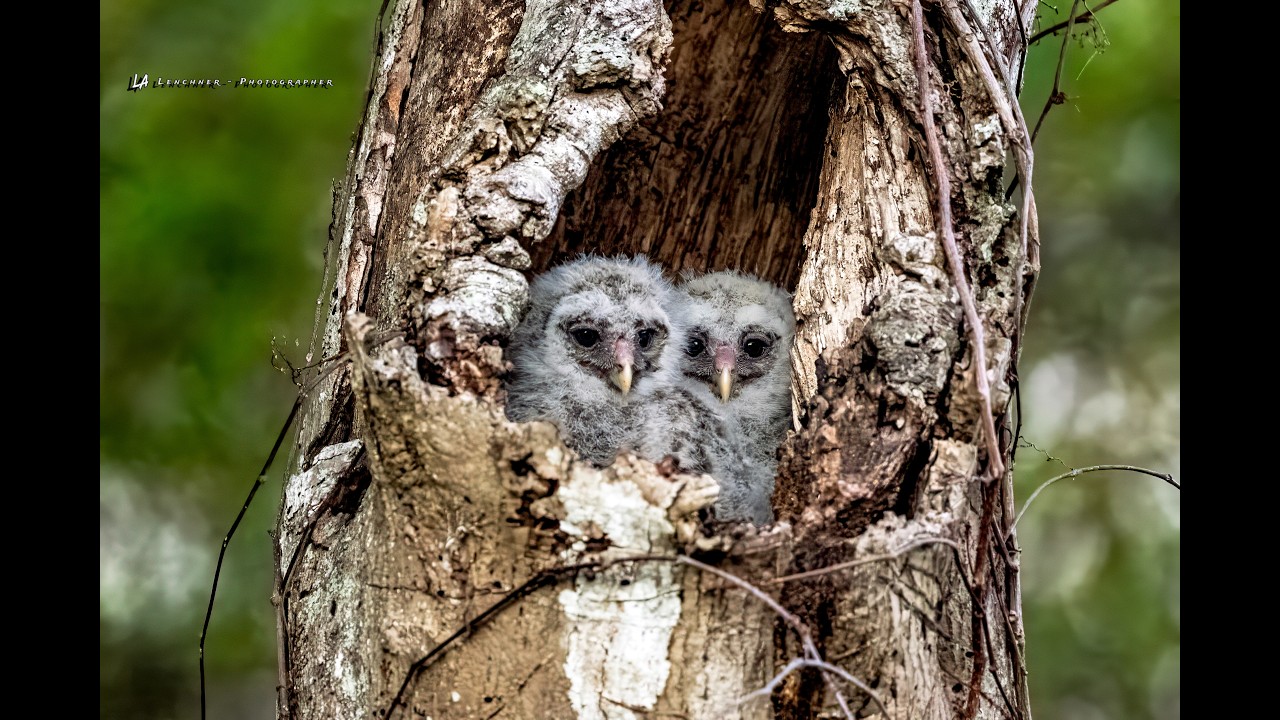 260304 Barred Owlets  HD 1080p