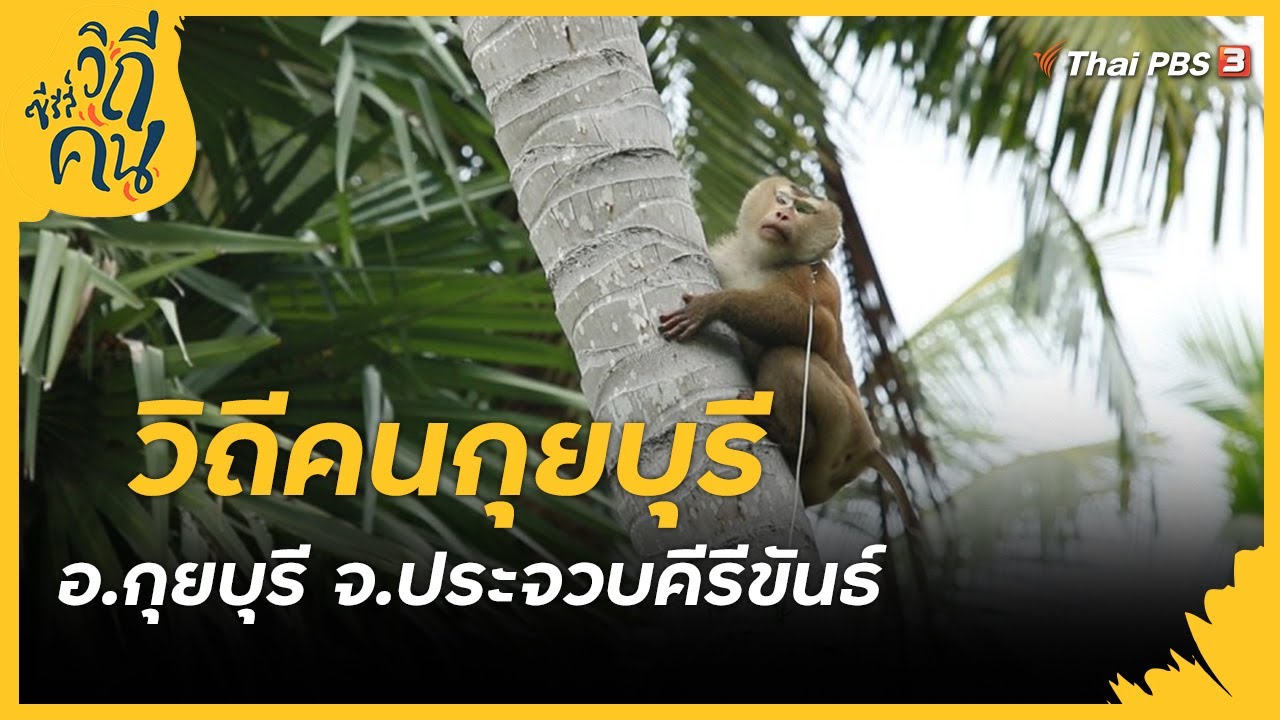 วิถีคนกุยบุรี อ.กุยบุรี จ.ประจวบคีรีขันธ์ : ซีรีส์วิถีคน [CC]