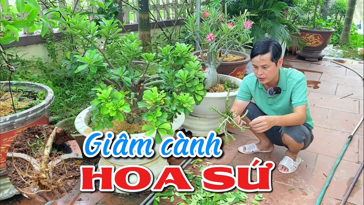 Giâm cành Hoa Sứ vào cát nhanh ra rễ nhất [Sống 100%]