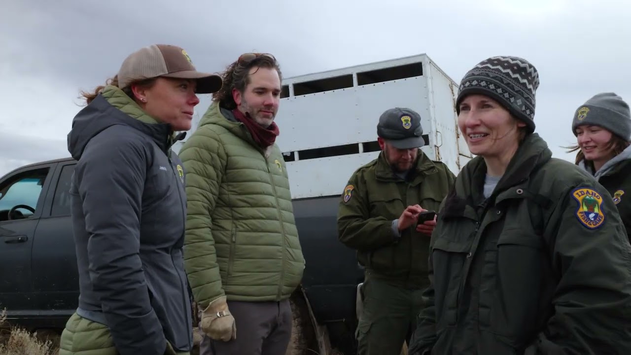 Idaho Fish & Game: Jack's Creek Bighorn Sheep Release