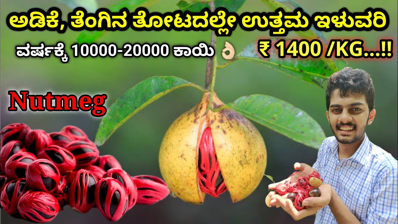 Nutmeg farming & cultivation. ಜಾಯಿಕಾಯಿ ಕೃಷಿ.