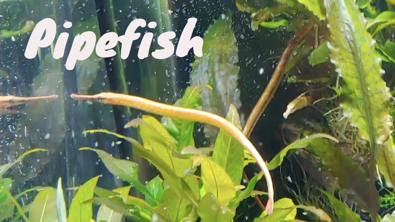 Freshwater Pipefish