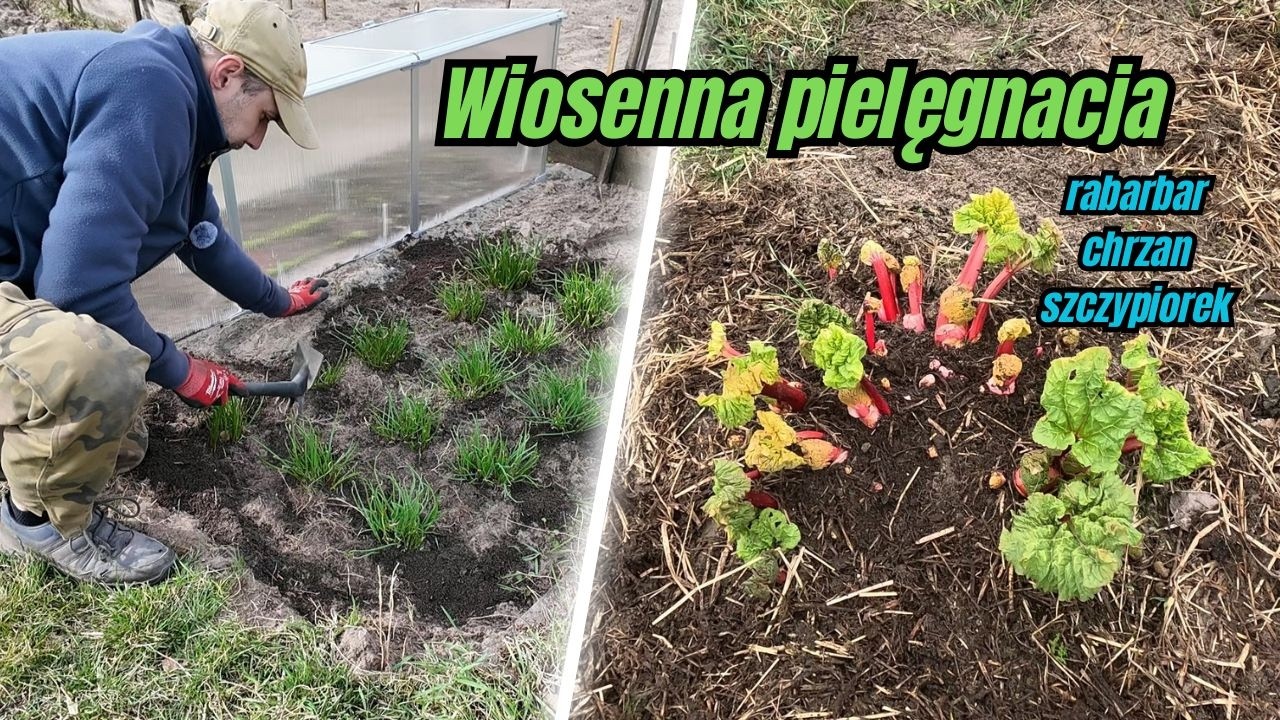 Wiosenna pielęgnacja rabarbaru, szczypiorku i chrzanu &ndash; zr&oacute;b to teraz!