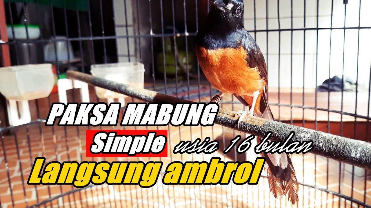 Murai batu berbagai cara belum juga mabung, Ternyata simpel langsung ambrol