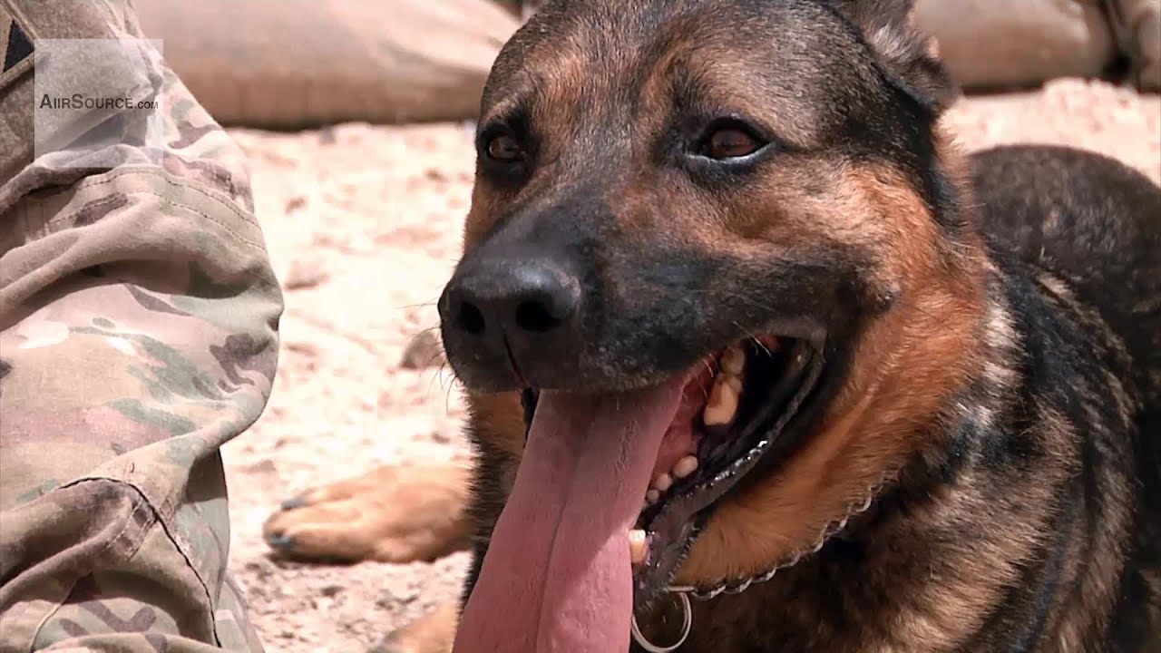 Military Working Dogs at Kandahar Airfield
