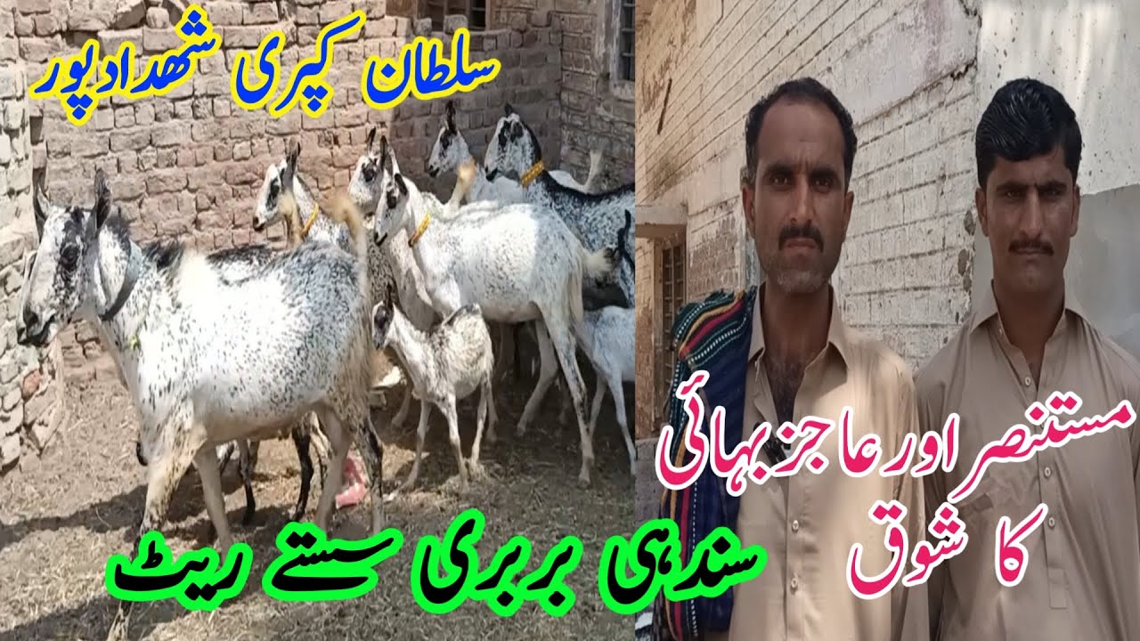Sindhi Barbari goats