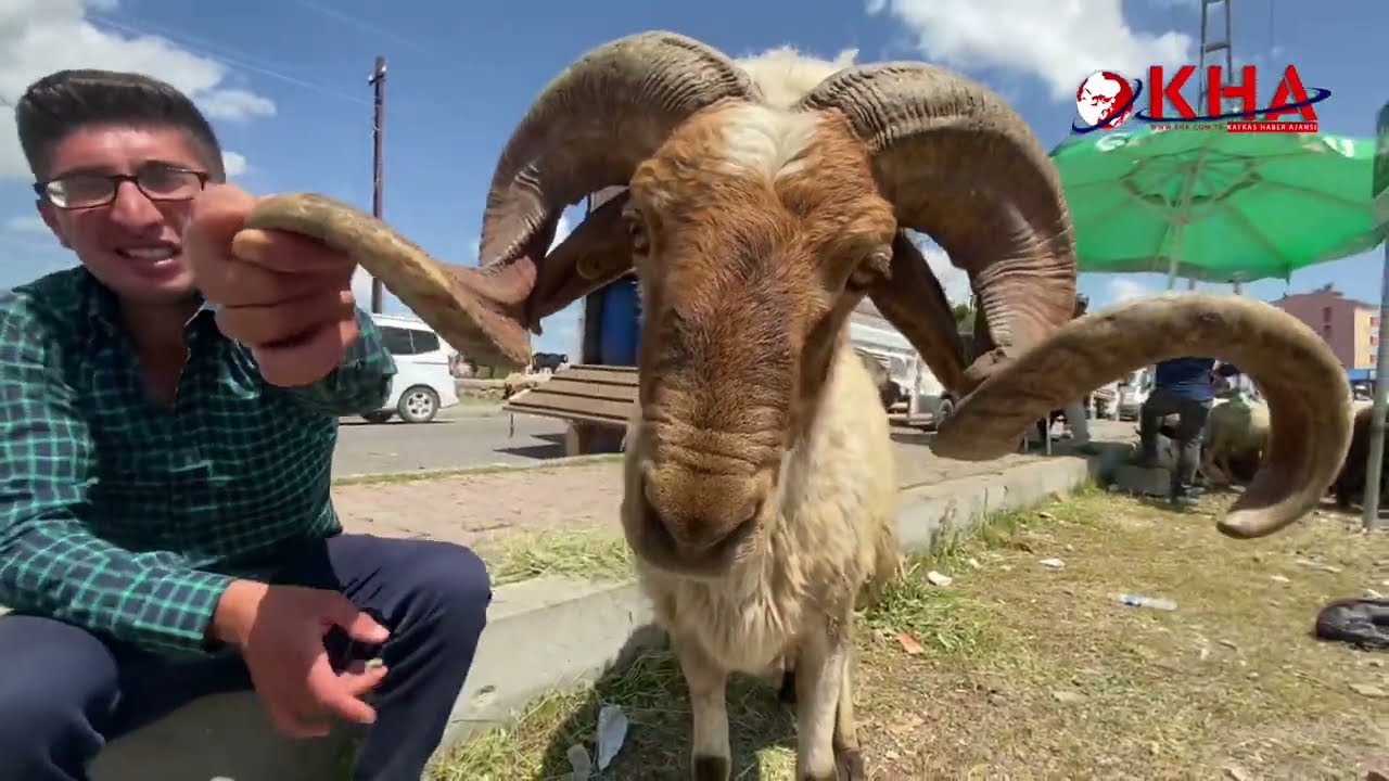 Kars’ta kurban pazarından kareler 2022