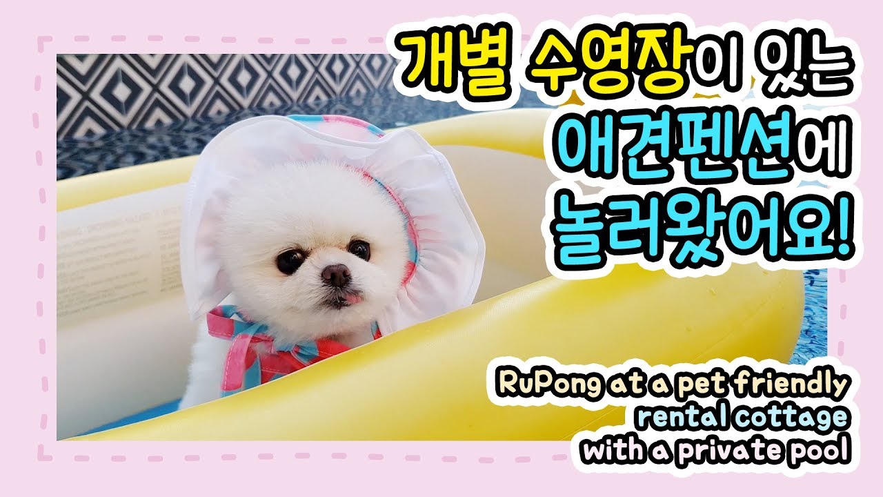 강아지와 개인 수영장이 있는 애견 펜션에 왔어요 (feat. 생존 수영)