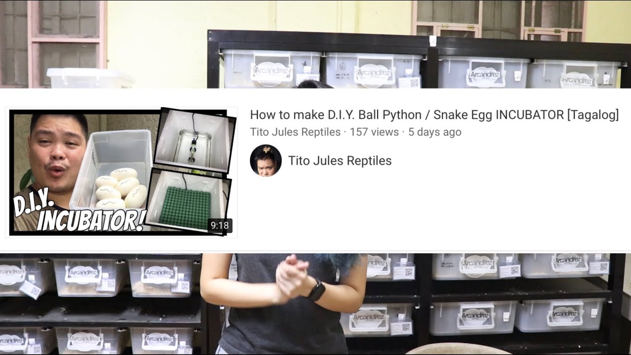DIY Incubator ft Tito Jules Reptiles / How To Get My Female Ball Python To Feed After Laying
