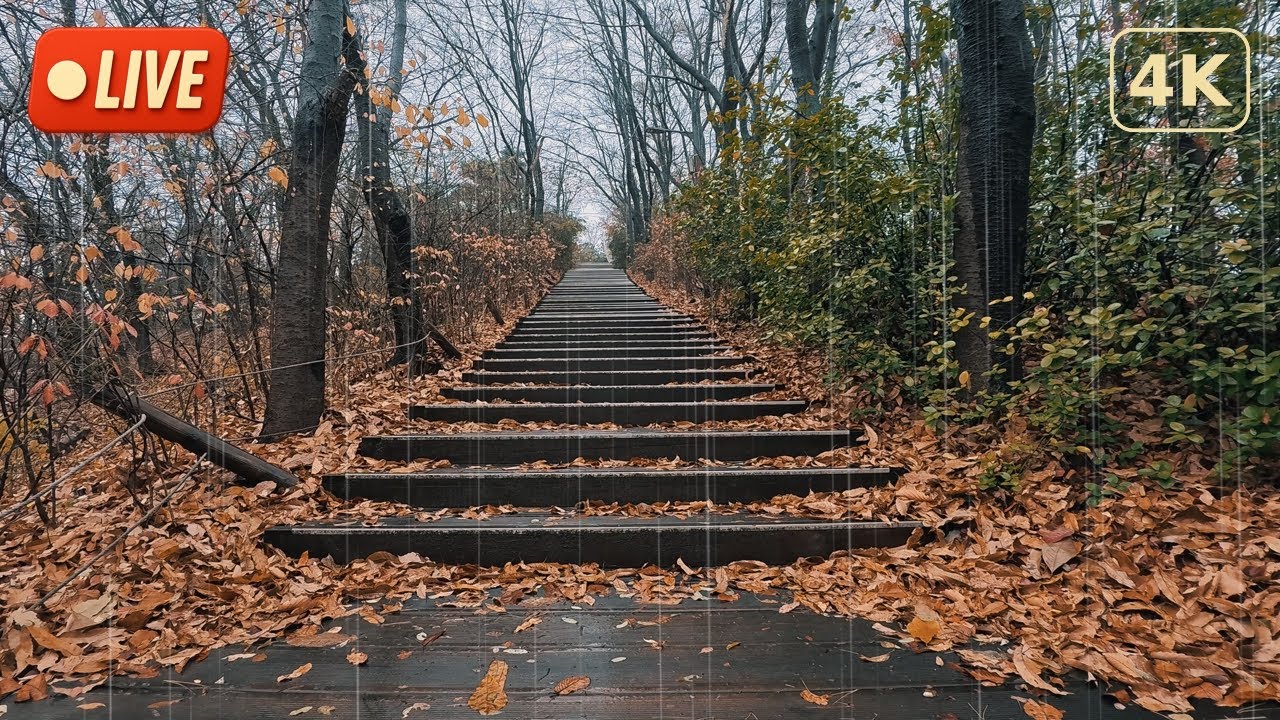 4K Light Autumn Rain Live for Fast Sleep: Relaxing Rain Sounds & Ambience
