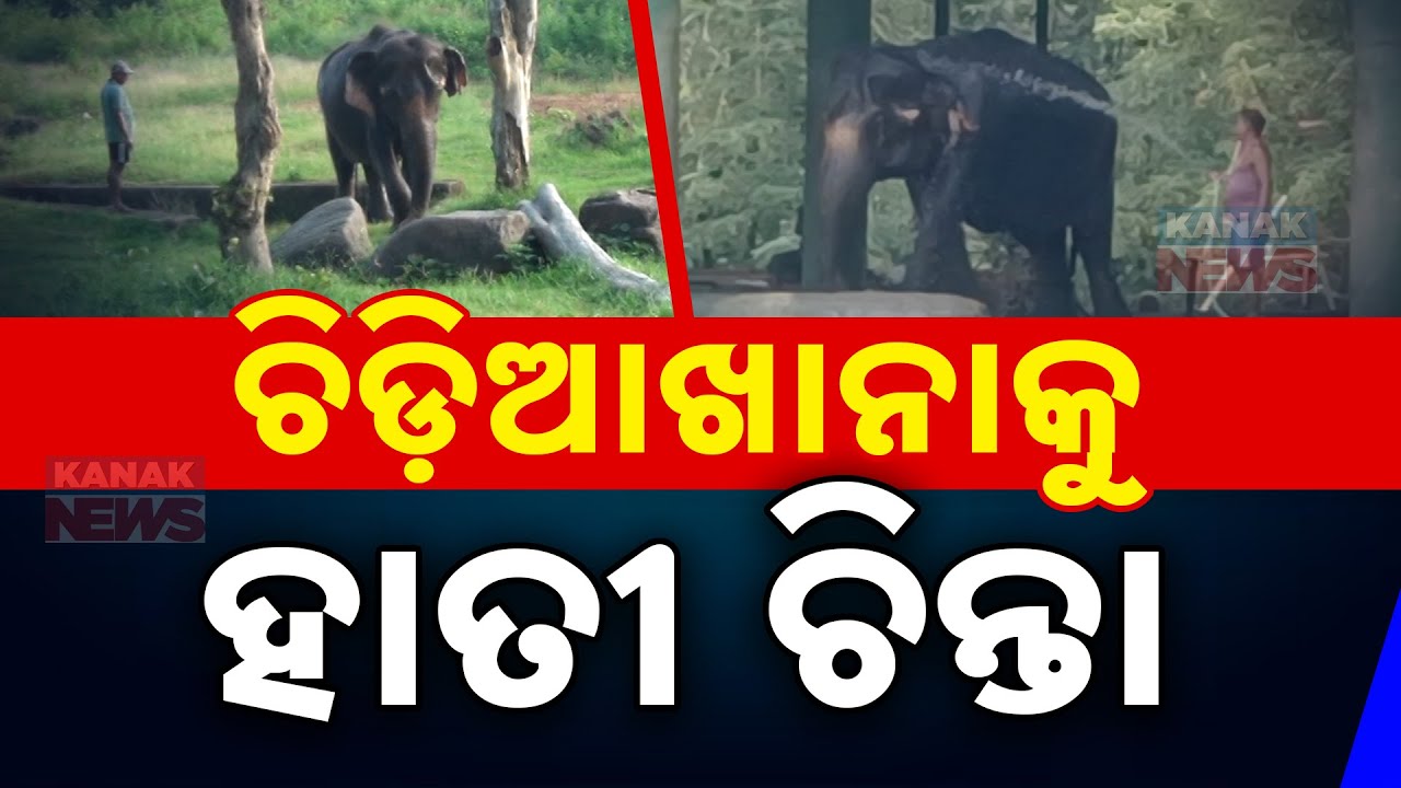 ଚିଡିଆଖାନାକୁ ହାତୀ ଚିନ୍ତା || Nandankanan Zoological Park || Kanak News Digital