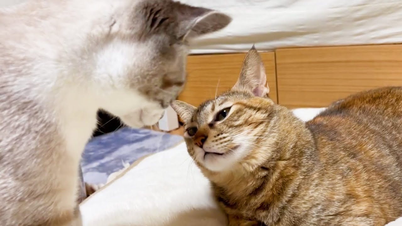 強くて優しいお姉ちゃん猫リタ♥ちょっぴり食いしん坊だけどねっ！