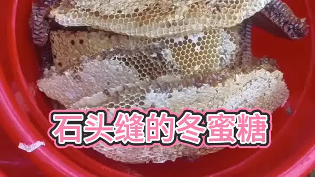 老羅到深山裡面找到一窩石頭縫的冬蜜糖，糖拉絲晶瑩剔透收穫不錯 #純天然野生蜂蜜 #大自然的禮物 #土蜜蜂