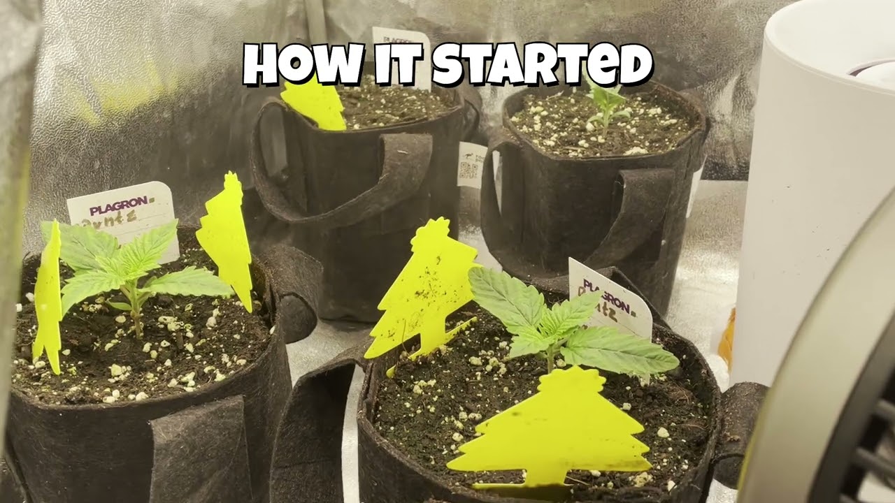 Canabis: G13 Haze - Runtz x Layer Cake - Mars Hydro FC3200 Grow
