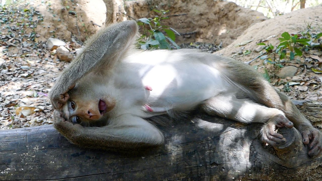 Silent gentle nature |Monkey Libby looks very tired while her delivery due closes