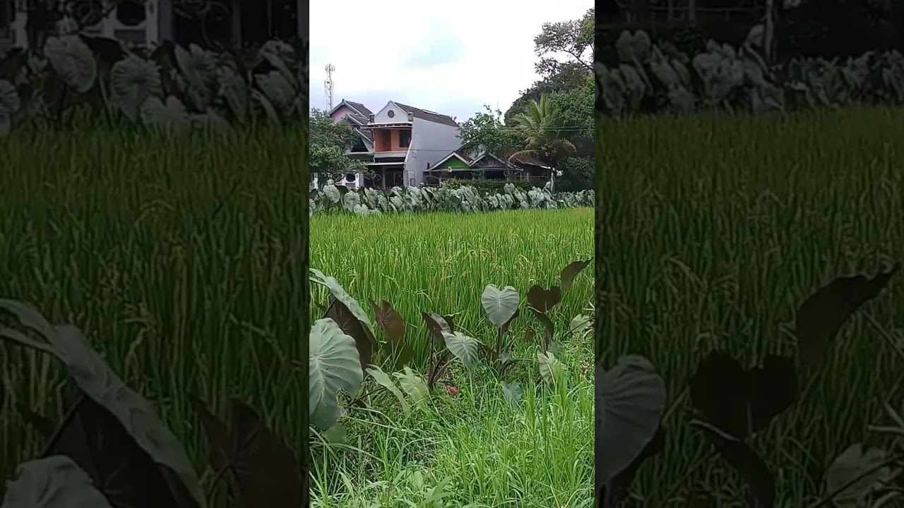 pemandangan, persawahan yang indah