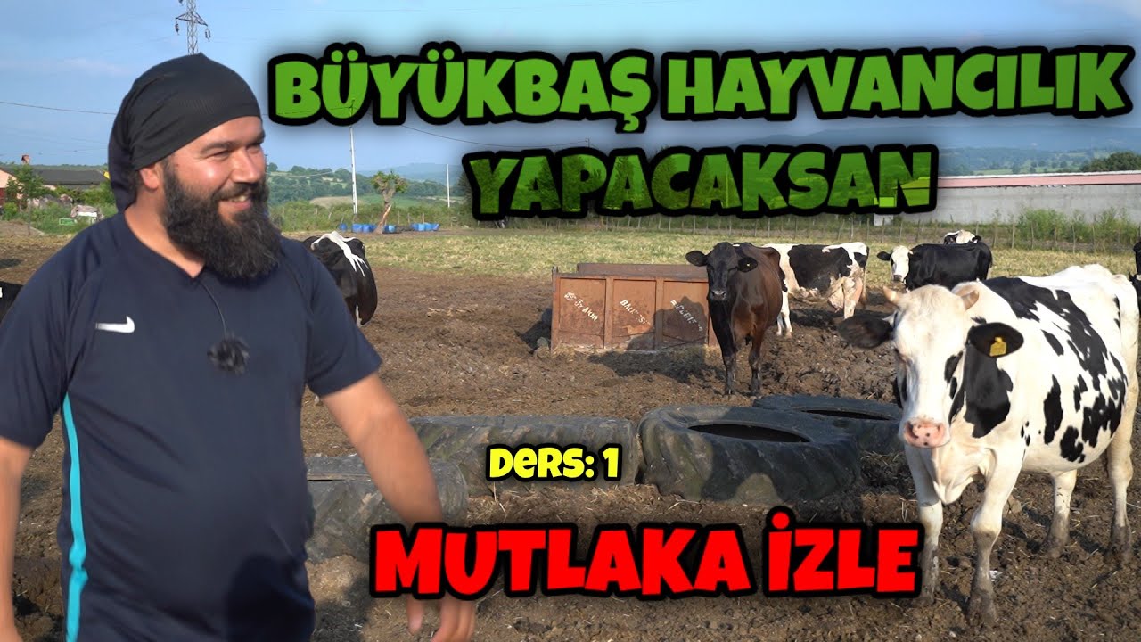 BÜYÜKBAŞ HAYVANCILIK NASIL YAPILIR | SÜT HAYVANCILIĞI GİRİŞ DERSİ