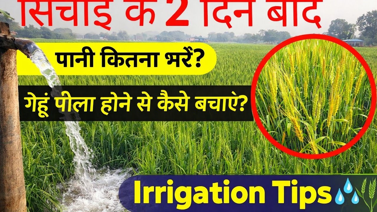 गेहूं में सिंचाई के 2 दिन बाद | पानी कितना भरें? गेहूं पीला होने से कैसे बचाएं Wheat Irrigation Tips